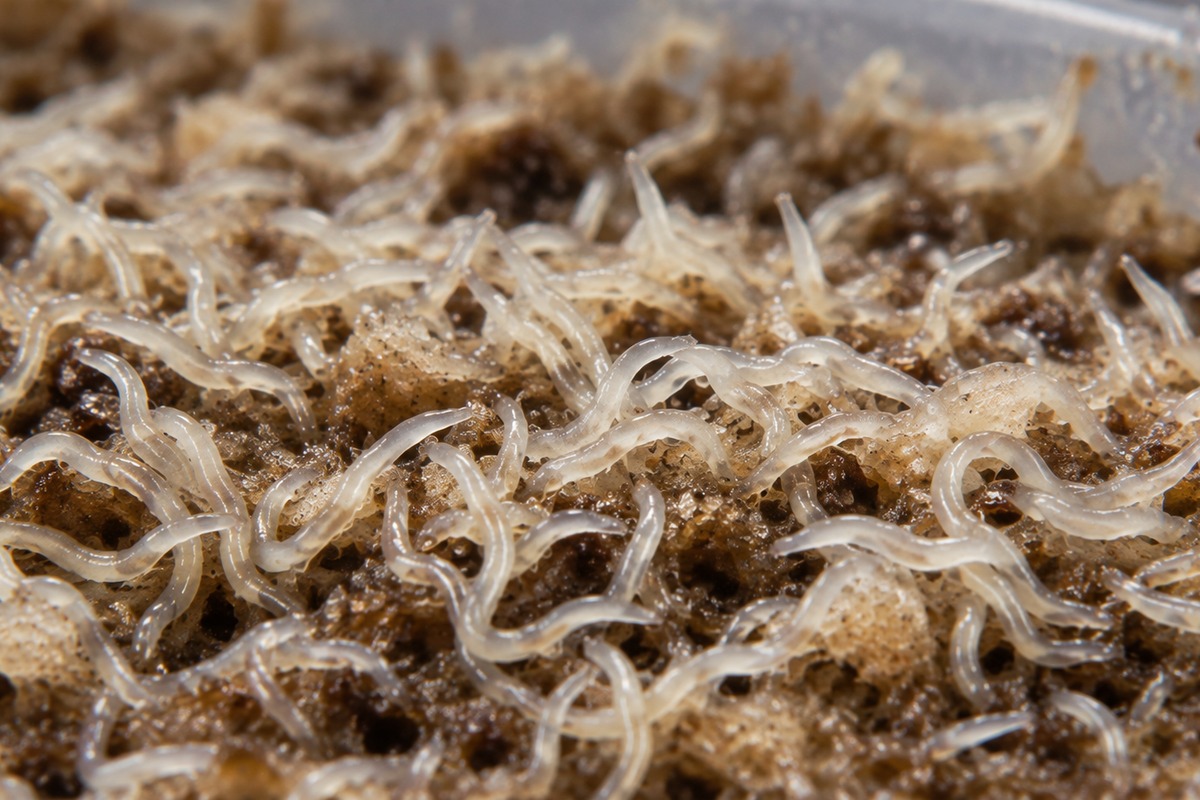 Culture de vers Grindal, nourriture vivante pour poissons d’aquarium