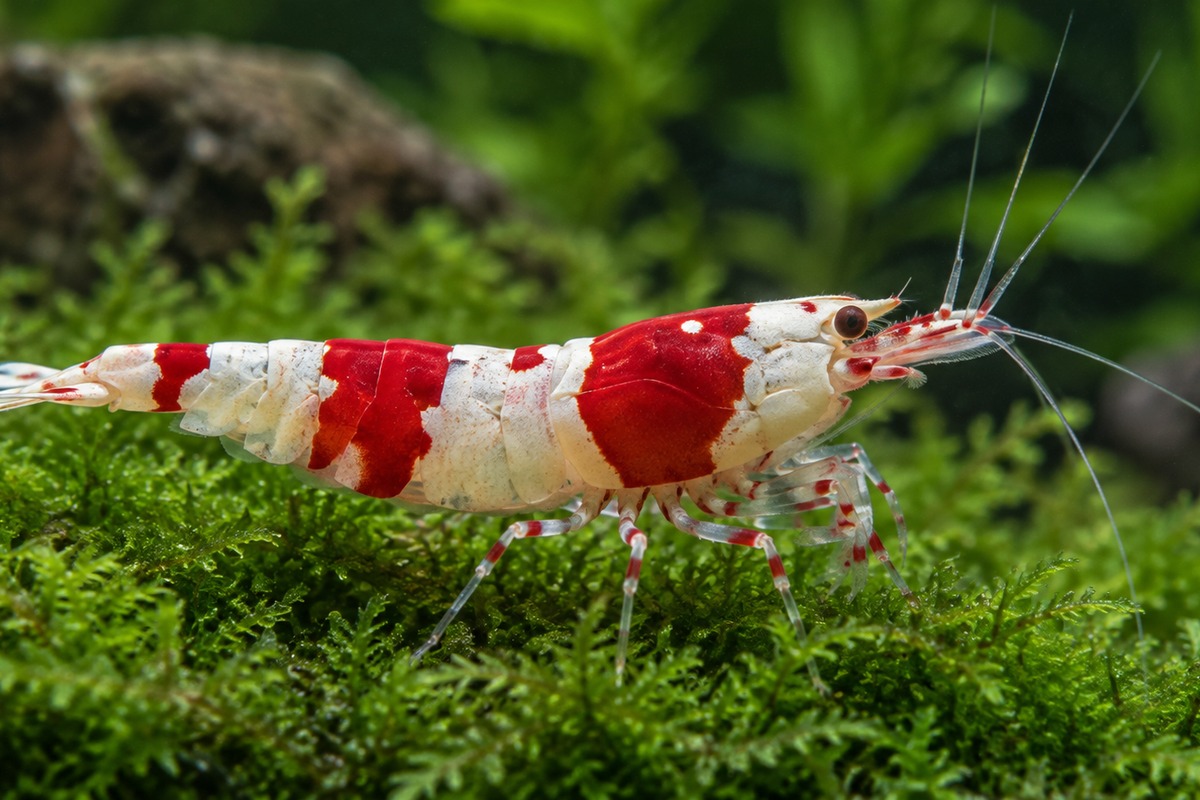 Crevette Caridina Crystal Red dans un aquarium planté